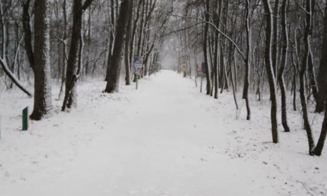 Савранський ліс, фото: Telegram