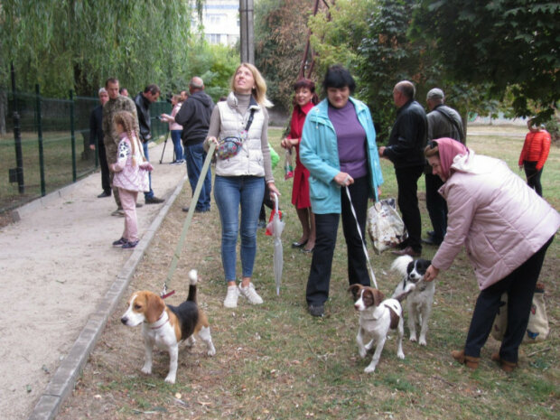 Прогулка с собаками, фото: То є Львів
