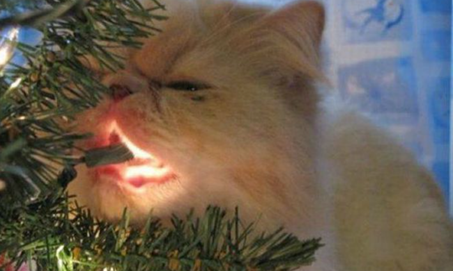 Кіт та ялинка / фото: Pinterest