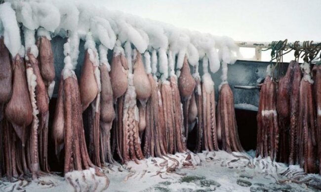 Хуже фильма ужасов: фотограф показал, как морепродукты попадают на ваш стол