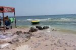 Медузы на берегу, кадр из видео