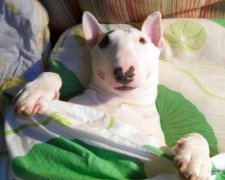 Знайдений головний мінус одомашнення собак