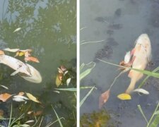 Мертвая рыба в водоеме, Днепропетровщина