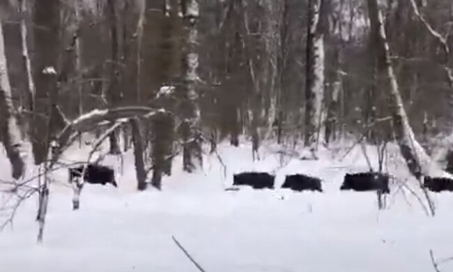 Скрин, видео YouTube