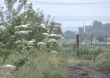 Борщовик: фото скрін Ютуб