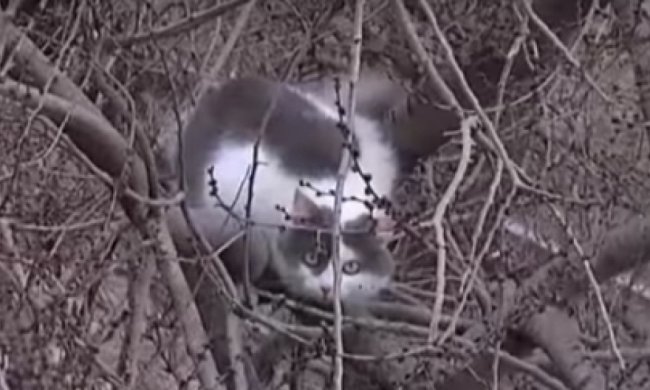 У Запоріжжі три дні рятували кішку