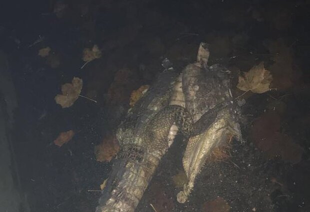 Жители глубинки обнаружили на дороге... крокодила: никто не мог поверить, видео