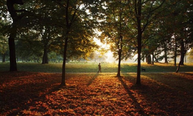 Низькоалергенні парки з'являться в Іспанії