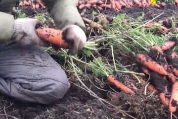 Выращивание моркови, скриншот видео
