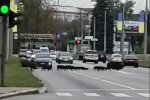 Харковом гасає стадо жвавих кабанчиків