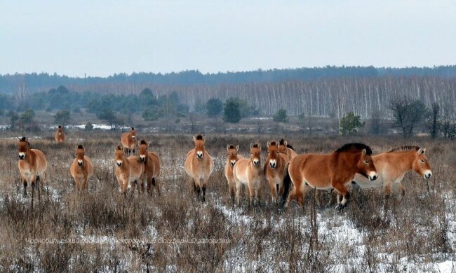 Фото: Чорнобильський заповідник