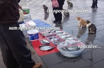 "Вы продаете рыбов?", скриншот: Youtube