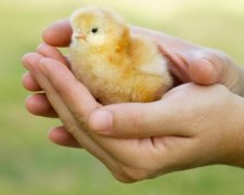 Цыплята вылетают из яиц прямо на сковородку