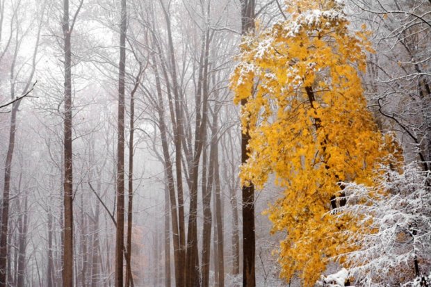 Погода на 17 ноября: зима выпихивает осень из Украины