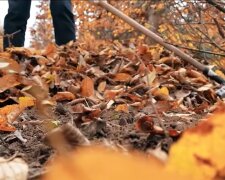 Опале листя, скріншот з відео