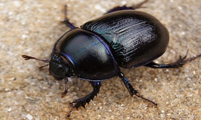 Вчені розкрили таємницю безсмертя стародавніх єгиптян