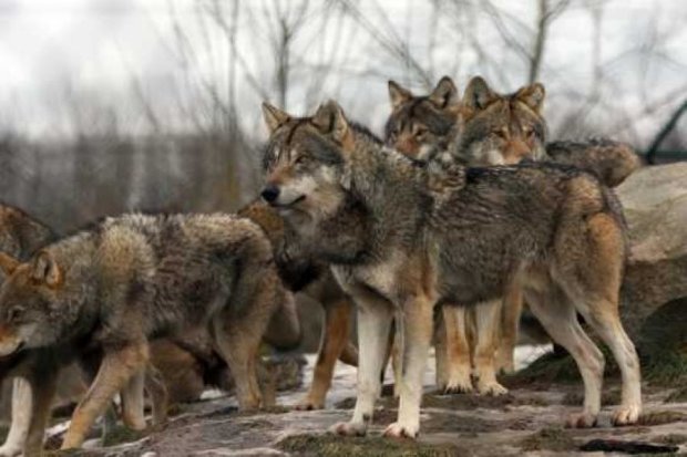 Полтавщину терроризируют голодные волки