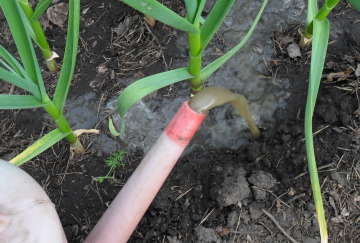 Підживлення часнику, кадр з відео