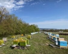 П'яні бджоли вбивають тверезих - на Волині пасічники б'ють на сполох через новачка-бджоляра