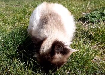 Котик, скриншот: Youtube