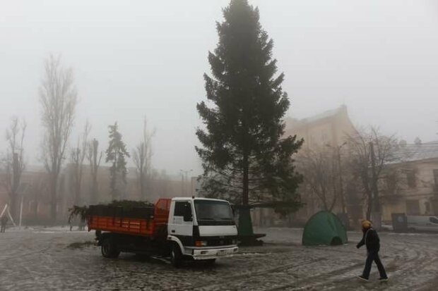 В Черновцах установили главную елку города - празднику быть, несмотря на карантин
