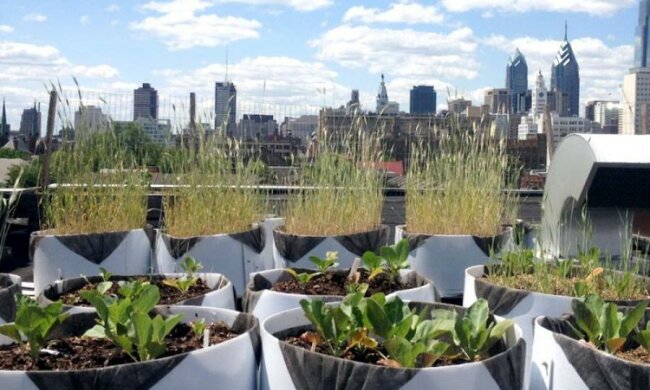 На даху офісу вперше побудували ферму