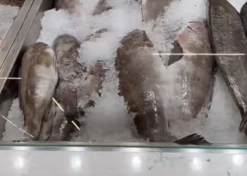 Рыба на прилавке. Фото: скриншот с видео