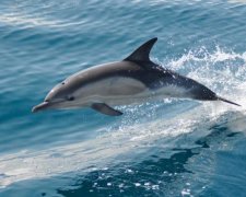 В "ЛНР" попался дельфин-наркоторговец