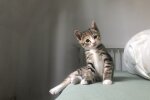 котенок, фото Pxhere