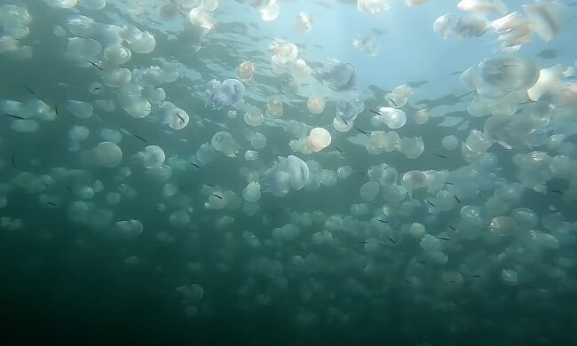 Медузи, скріншот: Youtube