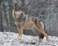 У Швеції відкрили полювання на вовків