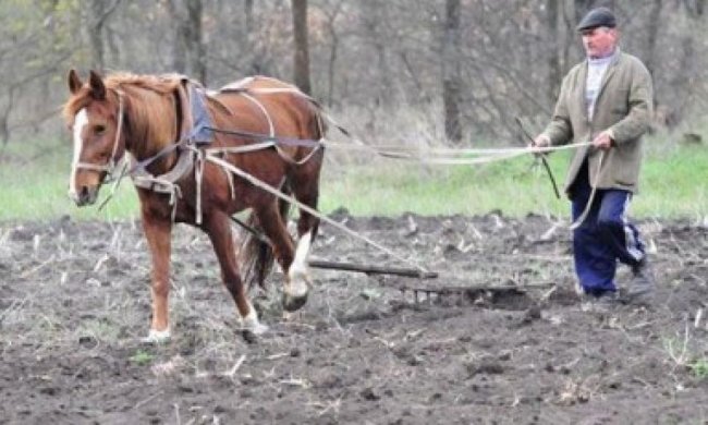 На Івано-Франківщині кінь копитом вбив пенсіонера