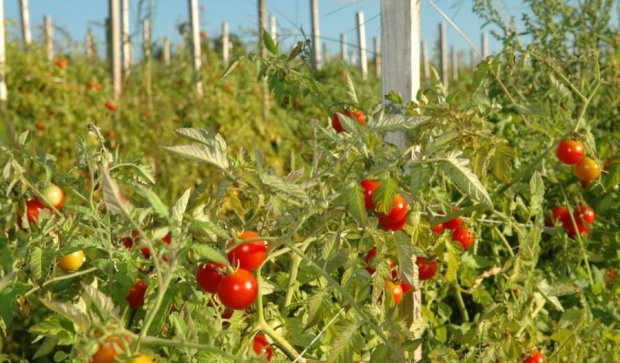 Рекордный урожай томатов сгнил на херсонских полях
