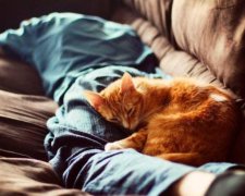 Кошки признались, зачем спят с хозяевами