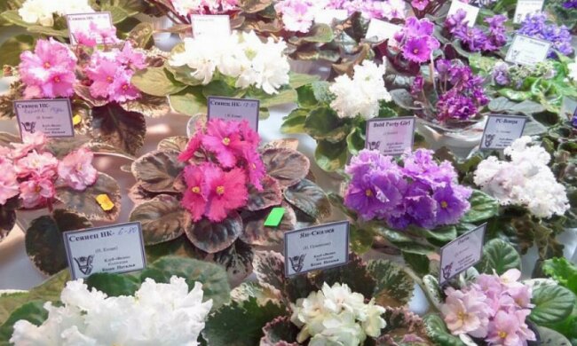 На одесской выставке представили растения-хищников (фото)