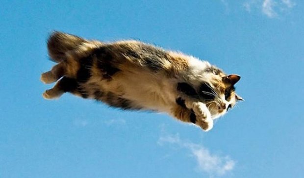 10 доказательств того, что коты могут летать (фото)