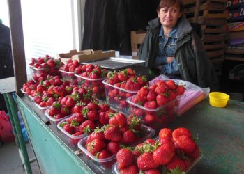 квітнева полуниця