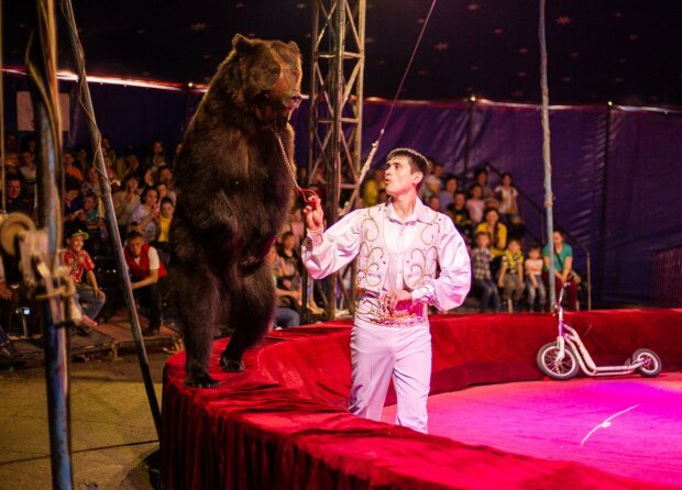 Огромный медведь напал на дрессировщика во время циркового выступления: видео