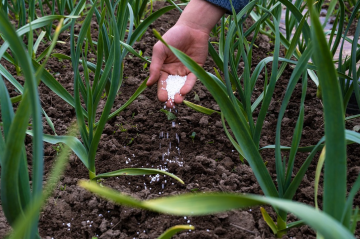 Підживлення часнику, кадр з відео