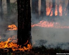 Прикарпатців попереджають про загрозу лісових пожеж