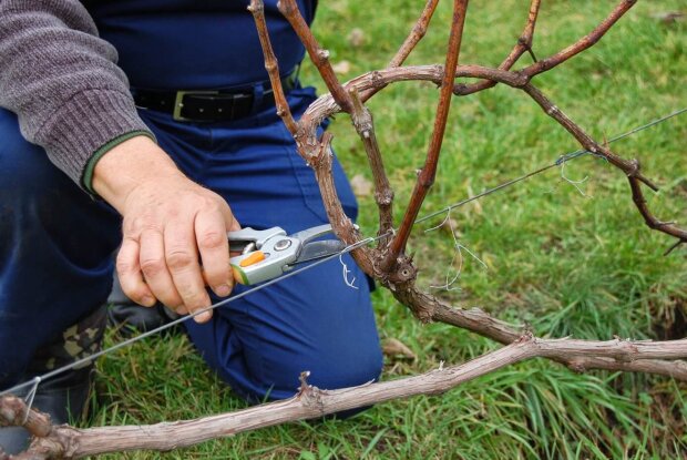 Уход за виноградом осенью: как подготовить кусты к зимовке - ЗНАЙ ЮА