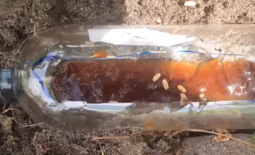 Борьба с вредителями на огороде, муравьи, кадр с видео