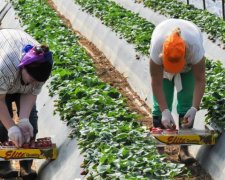 У кого більше: експерти порівняли зарплати українських заробітчан і поляків