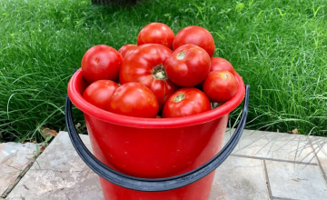 Помидоры, фото из свободных источников