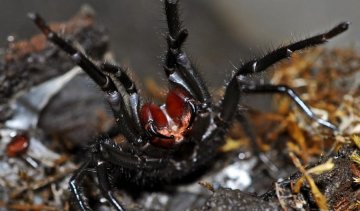 Хлопчик дивом вижив після зустрічі з найнебезпечнішою твариною