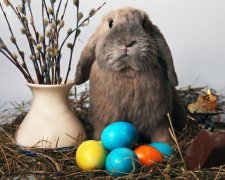 Пасхальный лайхфак: самый быстрый способ раскрасить яйца