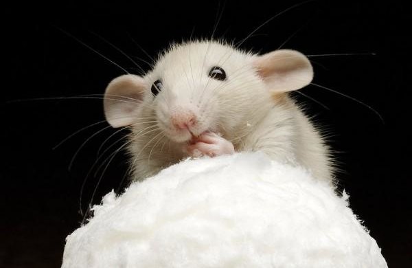 Про мишей і людей: вчені створили ліки проти діабету