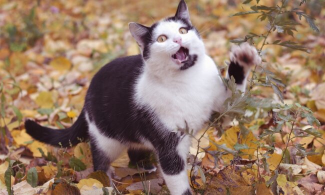 Котик, Пикабу