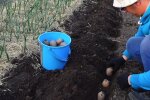 Посадка картоплі. Фото: Youtube
