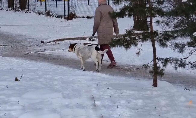 Прогулка с собакой, фото: скриншот из видео